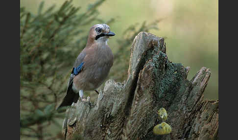 Eichelhäher (Garrulus glandarius)