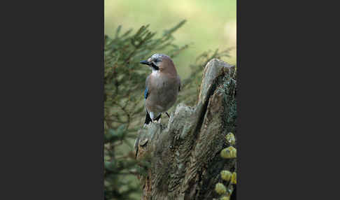 Eichelhäher (Garrulus glandarius)