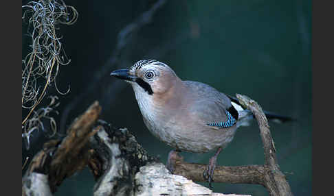 Eichelhäher (Garrulus glandarius)