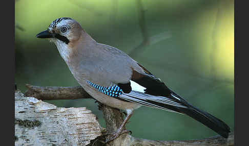 Eichelhäher (Garrulus glandarius)