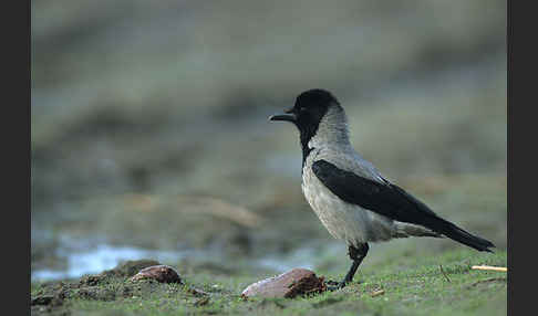 Nebelkrähe (Corvus corone cornix)