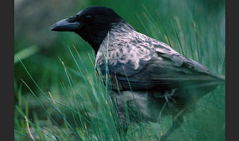 Nebelkrähe (Corvus corone cornix)