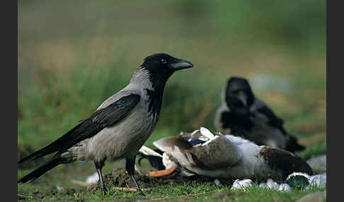 Nebelkrähe (Corvus corone cornix)