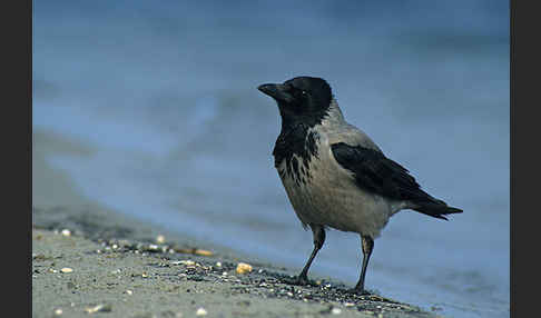 Nebelkrähe (Corvus corone cornix)