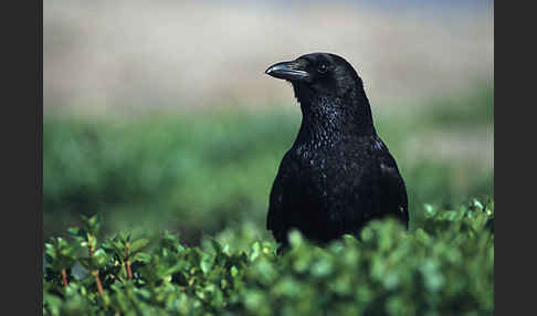 Rabenkrähe (Corvus corone corone)