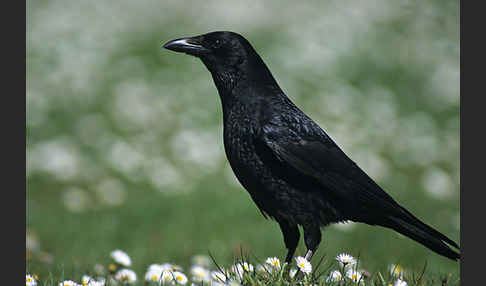 Rabenkrähe (Corvus corone corone)