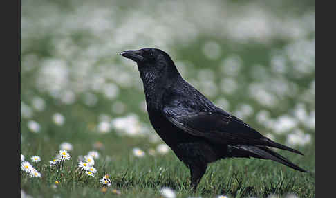 Rabenkrähe (Corvus corone corone)