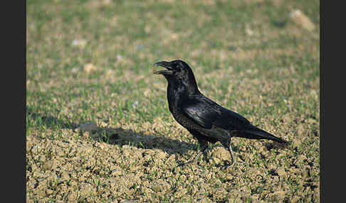 Kolkrabe (Corvus corax)