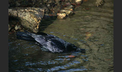 Kolkrabe (Corvus corax)