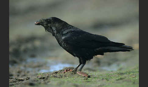 Kolkrabe (Corvus corax)