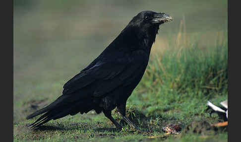 Kolkrabe (Corvus corax)