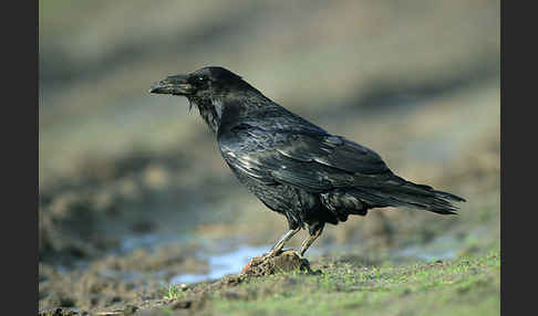 Kolkrabe (Corvus corax)