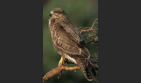 Mäusebussard (Buteo buteo)