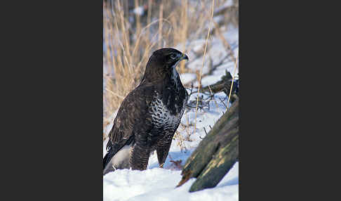 Mäusebussard (Buteo buteo)