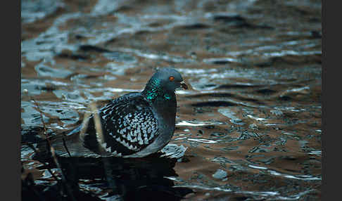 Haustaube (Columba livia domestica)