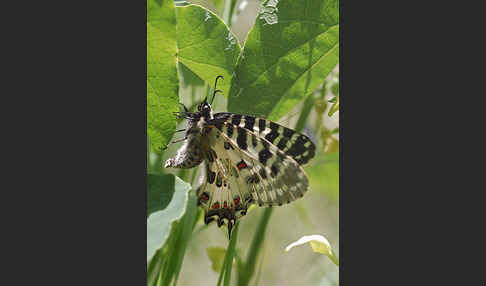 Oestlicher Osterluzeifalter (Allancastria cerisy)