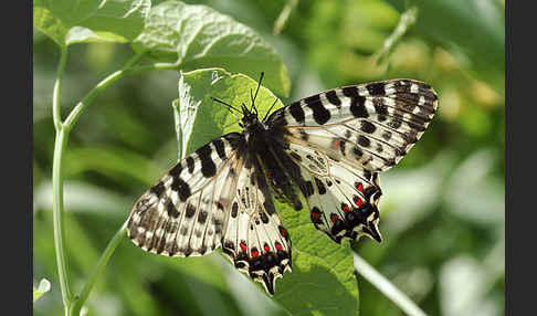 Oestlicher Osterluzeifalter (Allancastria cerisy)