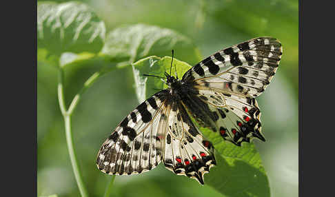 Oestlicher Osterluzeifalter (Allancastria cerisy)