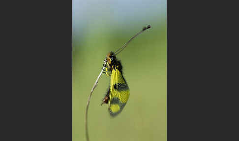 Oestlicher Schmetterlingshaft (Libelloides macaronius)