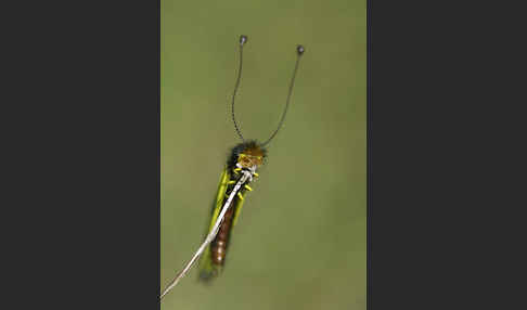 Oestlicher Schmetterlingshaft (Libelloides macaronius)