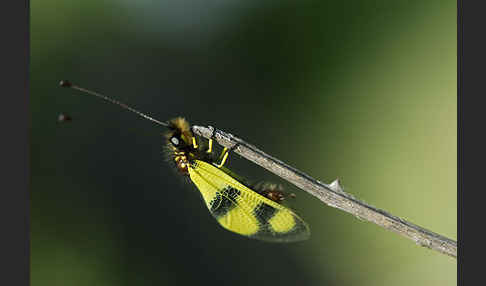 Oestlicher Schmetterlingshaft (Libelloides macaronius)