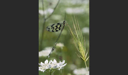 Fadenhaft (Nemoptera sinuata)