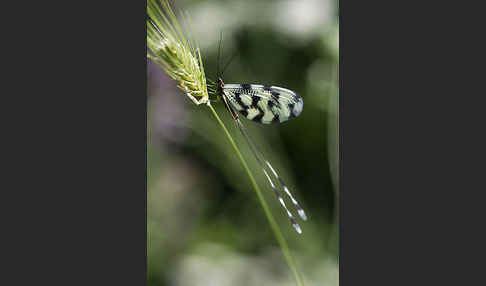 Fadenhaft (Nemoptera sinuata)