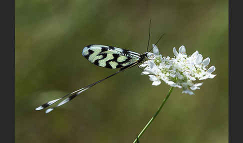 Fadenhaft (Nemoptera sinuata)