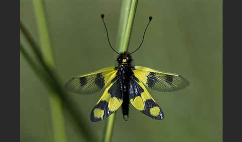 Oestlicher Schmetterlingshaft (Libelloides macaronius)