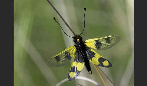 Oestlicher Schmetterlingshaft (Libelloides macaronius)