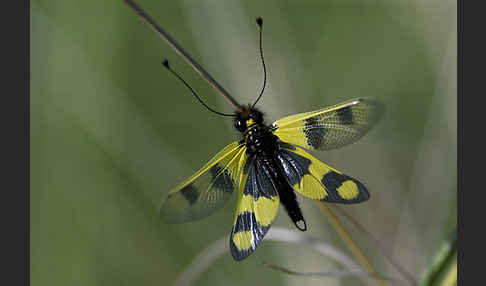 Oestlicher Schmetterlingshaft (Libelloides macaronius)