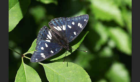 Blauschwarzer Eisvogel (Limenitis reducta)