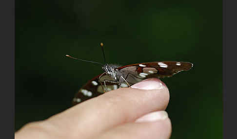 Blauschwarzer Eisvogel (Limenitis reducta)