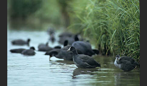 Blessralle (Fulica atra)