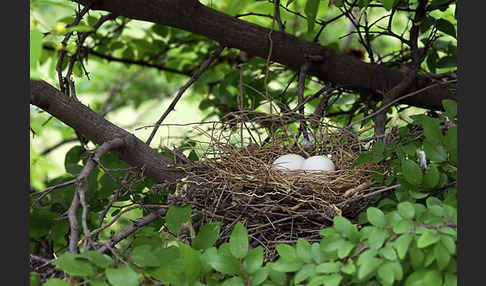 Turteltaube (Streptopelia turtur)