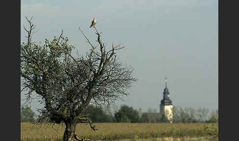 Turmfalke (Falco tinnunculus)