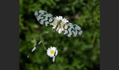 Fadenhaft (Nemoptera sinuata)