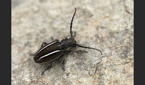 Erdbock spec. (Neodorcadion bilineatum)