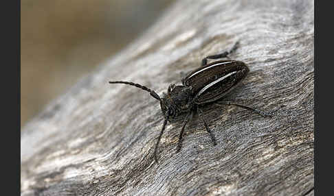 Erdbock spec. (Neodorcadion bilineatum)