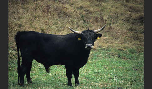 Heckrind (Bos taurus taurus)