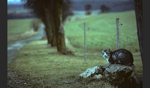 Hauskatze (Felis silvestris forma catus)