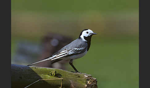 Bachstelze (Motacilla alba)