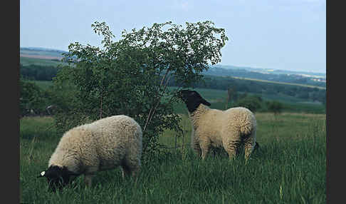 Rhönschaf (Ovis gmelini aries sspec.)