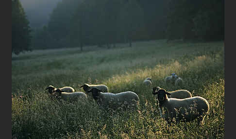 Rhönschaf (Ovis gmelini aries sspec.)