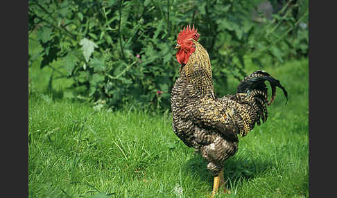 Haushuhn (Gallus gallus domesticus)