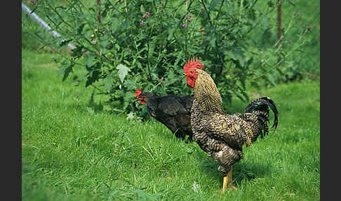 Haushuhn (Gallus gallus domesticus)