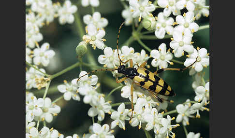 Gefleckter Schmalbock (Leptura maculata)