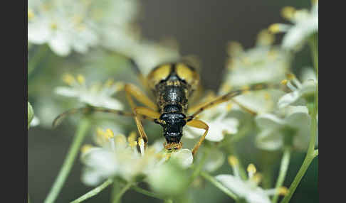 Gefleckter Schmalbock (Leptura maculata)