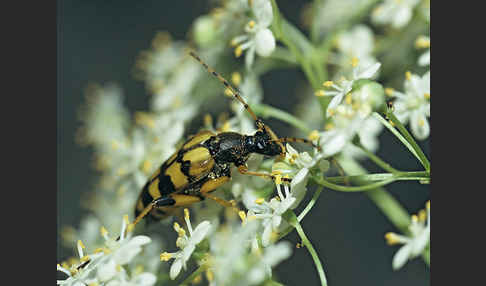 Gefleckter Schmalbock (Leptura maculata)