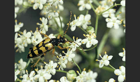 Gefleckter Schmalbock (Leptura maculata)